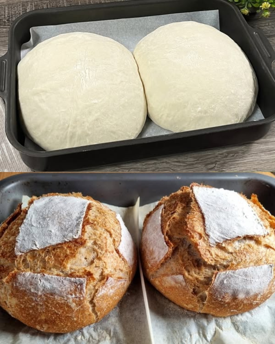 Whole Wheat Bread Recipe